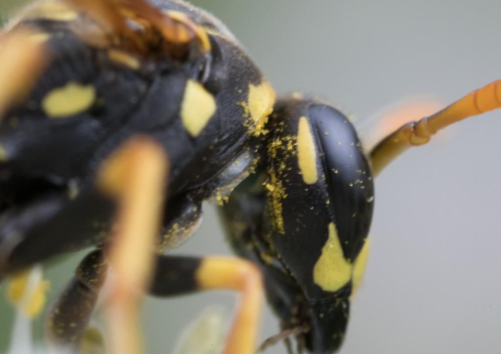 Unsere Insekten im Portrait (1): Skopionsfliege Der Skorpionsfliege begegnet man oft in Wäldern, an Waldrändern oder in Gewässernähe.