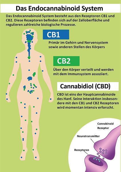 CBD-Öl: Wie Cannabinoide wirken und funktionieren Für CBD gibt es in der medizinischen Hinsicht viele Bereiche zur Anwendung und bereits zahlreiche Benutzer weltweit, die sich davon Linderung und