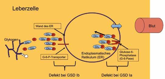 Damit das Enzym diese Spaltung durchführen kann, muss Glukose-6-Phosphat innerhalb der Leberzelle in das Endoplasmatische Retikulum transportiert werden, um so in einen sehr engen Kontakt mit dem