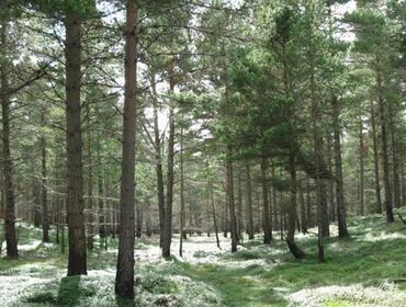 Der Wald wurde 1878 von Königin Victoria gekauft, um ihn vor dem Abholzen zu schützen. Es war eine der ersten Schutzmaßnahmen überhaupt, so dass hier heute besonders ursprünglicher Wald zu finden ist.