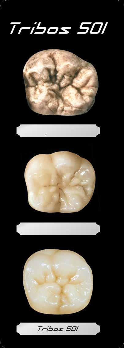 Das komplizierte Relief unserer eigenen Zähne ist auf den tribosphenischen Molaren zurück zu führen. Es ist ein Resultat einer Millionen von Jahren alten Gebrauchsgeschichte.
