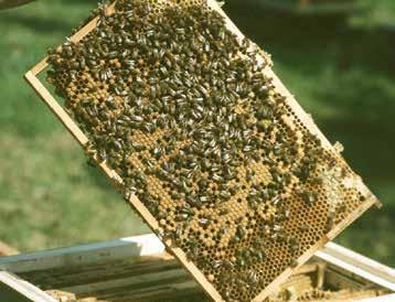 Jetzt plagen den Imker folgende Fragen: Nochmals erweitern? Bei einer Massentracht (Raps, Obst, Löwenzahn etc.) schaffen die Bienen es, innerhalb einer Woche, den Honigraum zu füllen.