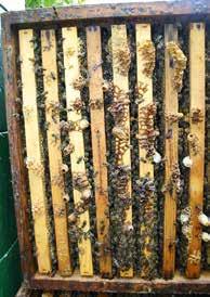Honigraumes besser reift. Das Schwärmen ist der Bienen Lust Gesunde Bienenvölker wachsen und gedeihen, erweitert der Imker rechtzeitig und haben die Völker Tracht, so kommt kaum Schwarmstimmung auf.