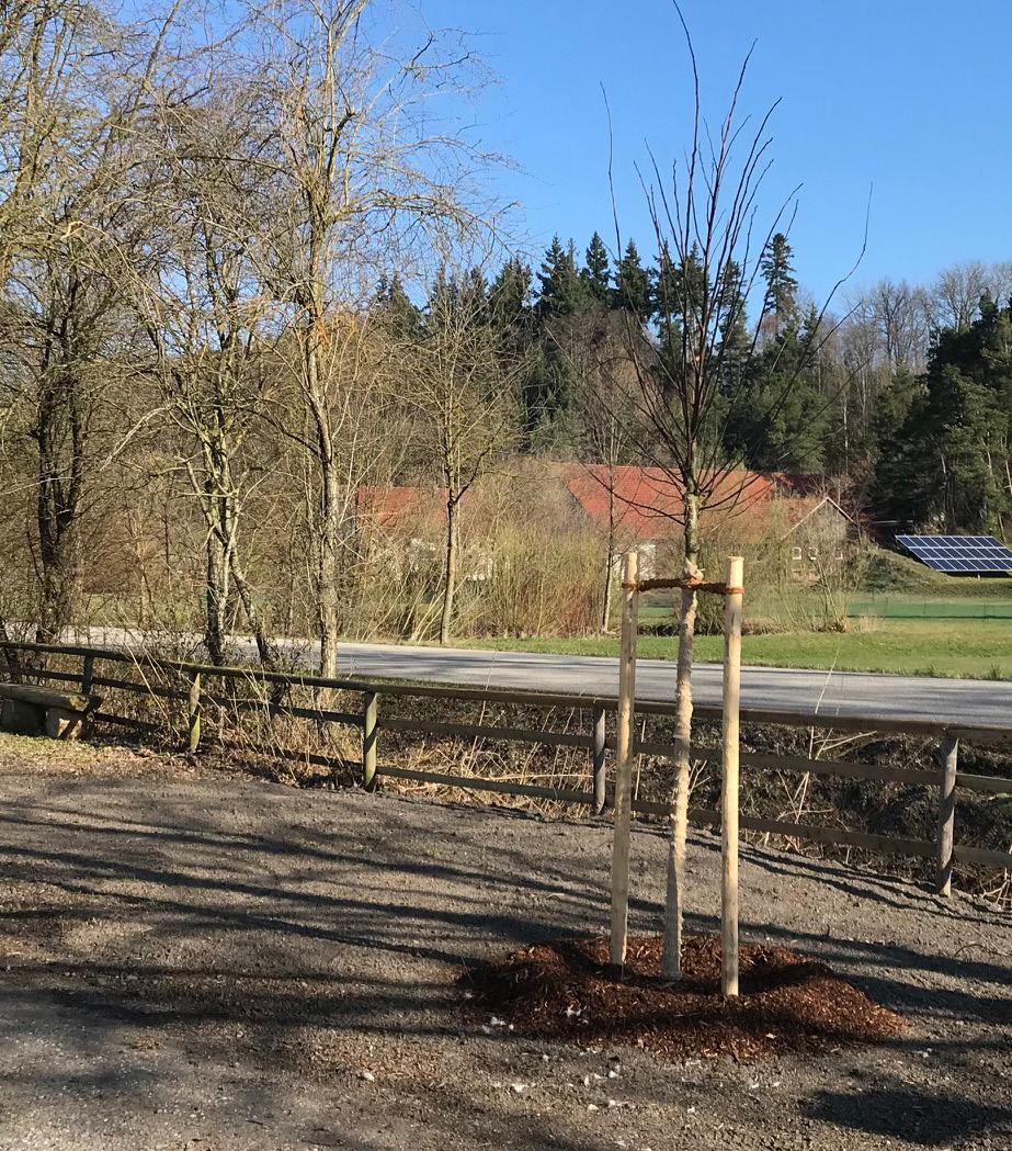 Baum des Jahres 2019 Aus Gründen der Verkehrssicherheit und einer Auflistung auf der Mängelliste des Spielplatzprüfers in Oberglaim fällte der Markt Ergolding im Winter zwei Weiden.