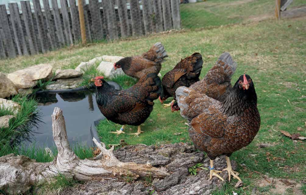 Auslauf: Pro Huhn mindestens 10 m 2 Ein Zaun aus Holz- oder Drahtgeflecht mit einer Mindesthöhe von 180 cm Schattenspender wie Bäume und Büsche Windgeschützte Orte