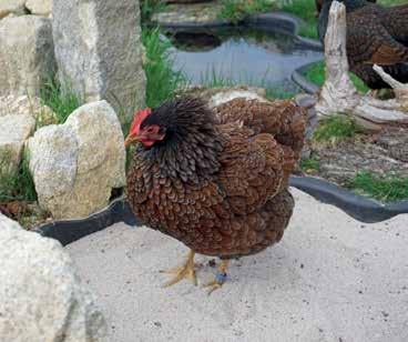Mit einer Überdachung vor dem Stall können die Hühner auch bei schlechtem Wetter an die frische L u ft DIE RASSEN UND IHRE VORZÜGE legerassen ca.