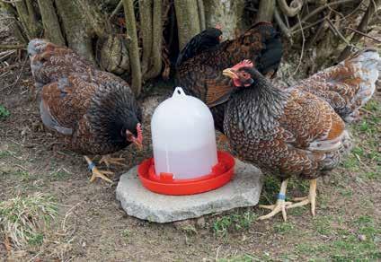 Da Hühner nicht besonders gut schmecken können, entscheidet die Struktur, Größe, Form sowie die Härte über das favorisierte Futter.