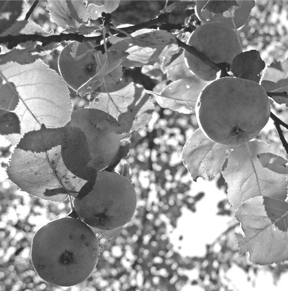 Foto: Sissi Blume Ich bat um einen Apfel, Herr, für meinen Baum. Nur einen. Aber du schienst nicht zu hören. Blüten schenktest du, keinen Apfel.