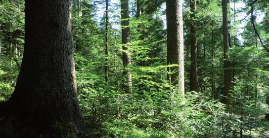 Die Wälder der Zukunft Wissenschaftler gehen davon aus, dass der Alpenraum von den Auswirkungen des Klimawandels stärker betroffen sein wird als der europäische Durchschnitt: Mit einem