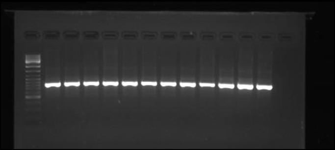 Nach Amplifikation erfolgte immer eine Qualitätskontrolle der PCR auf einem Agarosegel vor Aufreinigung und Sequenzierungsreaktion.