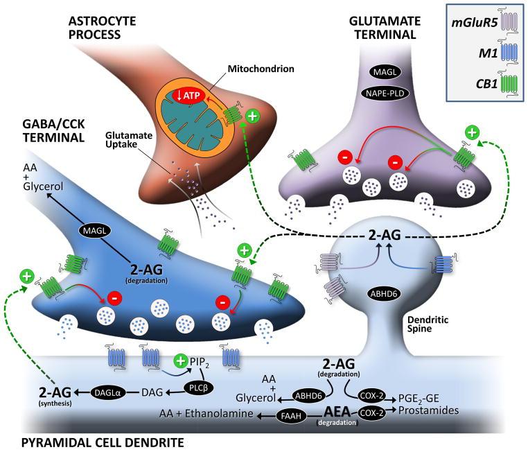 Das Endocannabinoid System an einer Synapse: Beispiel einer Verschaltung einer exzitatorischen [Glutamat] und inhibitorischen [GABA/CCK] Synapse an einem Pyramidenzell- Dendriten: 2-AG,