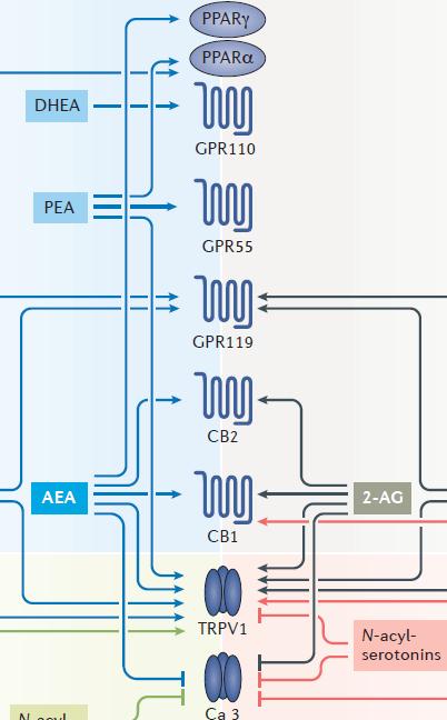 Modulation des Endocannabinoid- Systems Die Problematik bei der Modulation des Endocannabinoid Systems: Anandamide (AEA) und 2-Acylglycerol (2-AG) interagieren nicht nur mit den CB1 und CB2