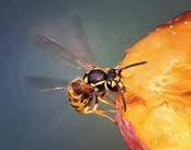 Insektengiftallergie Fotos: Hötzenecker, ClipDealer, Muen/Shutterstock ten, sollten einen Allergietest durchführen lassen.