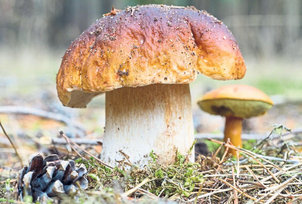 Stemweder Zeitung Nr. 1 in Stemwede Dienstag 16. Oktober 289. Tag des Jahres 2018 76 Tage bis Jahresende Kalenderwoche 42 07:52 Uhr 18:30 Uhr Neumond erstes Viertel Vollmond letztes Viertel 07.11. 16.10.