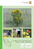 Landesamt für Landwirtschaft, Umwelt und ländliche Räume Schleswig-Holstein. Umgang mit dem Jakobs-Kreuzkraut Meiden Dulden Bekämpfen