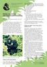 Handys und Gorillas eine komplizierte Beziehung