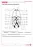 Innere Organe des Rumpfes (Rückenansicht)