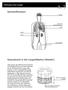 4.1. Atmung und Lunge. Sauerstofftransport. Gasaustausch in den Lungenbläschen (Alveolen)