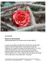 Rosen im Dornenwald Weihnachtsgottesdienste für viele Sinne und in Leichter Sprache