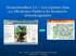 Deutschlandflora 2.0 Vom digitalen Atlas zur öffentlichen Plattform für floristische Verbreitungsdaten