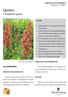 Quinoa. Chenopodium quinoa. Ökologischer Landbau. Quinoa gehört zu den sogenannten Pseudogetreiden.