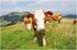 Der ökologische Gesamtzuchtwert für Kühe