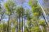 Leitlinie für nachhaltige Waldbewirtschaftung zur Einbindung des Waldbesitzers in den regionalen Rahmen