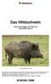 Das Wildschwein. Texte, Zeichnungen und Fotos aus www.tierforscher.ch. Foto Wolfgang Kruck / fotolia