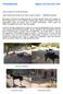 Tierheimbericht Aegina, im Juni/Juli 2014