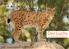 http://luchs.boehmerwaldnatur.at Der Luchs (un)heimlicher Heimkehrer