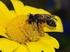Andrena afrensis WARNCKE 1967, eine für Mitteleuropa neue Bienen-Art (Hymenoptera, Apidae)