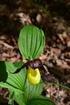 Unterirdischen Nahrungsnetzen auf der Spur: Neue Einblicke in die Ernährungsweise grüner Orchideen