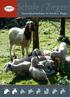 Schafe / Ziegen. Text, Text. Garant-Qualitätsfutter für Schafe u. Ziegen. Foto: Wedenig M.