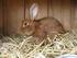 Ratgeber: Kleine und große Kaninchen tiergerecht halten