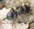 Invasive Ameisen: Superkolonien super Dominanz