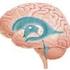 Neuroanatomische Grundlagen des Lernens