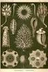 (Ernst Haeckel) 1866 (ecology), [ ] - [ ]H0 [ ]A [ ]1674-6848(2014)03-0030-07. [ ] (Winfried N Oǖth), [ ]