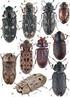 Neue Angaben zur Klärung des Systems der Familie Clambidae und Beschreibung einer neuen Liodiden-Gattung (Coleoptera)