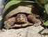 Schildkrötenfreunde Mittelland Sektion der SIGS Schildkröten-Interessengemeinschaft Schweiz
