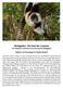 Madagaskar- Die Insel der Lemuren