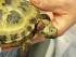 Die Prophylaxe in der Schildkrötenhaltung