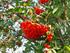 Sorbus aucuparia Vogelbeere schwach giftig!