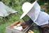 Varroabekämpfung mit Ameisensäure (AS) - Sommerbehandlung