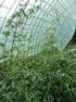 Bohnen & Tomaten GARTEN - WERK - STADT. ...sind mittlerweile in fast jedem Hausgarten in Europa zu finden. Gartenbohne (Phaceolus vulgaris)
