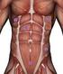 Super Bauchmuskeln, kräftig und sichtbar, mit wichtigen Ernähunrstipps!