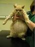Feline infektiöse Peritonitis (FIP)/ Feline Coronaviren