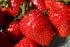 Pestizidcocktail in Schweizer Erdbeeren