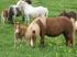 Für die Zucht von Shetland Ponys in Deutschland gilt folgendes Zuchtziel: dreijährig nicht über 105 cm vierjährig und älter nicht über 107 cm