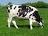 Distribution of milk flow in Holstein Friesian and Fleckvieh cows in Croatia