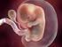Übersicht. Phasen der Schwangerschaft. Entwicklung des Kindes. Kinderschutz. Pränatale Angst der Schwangeren